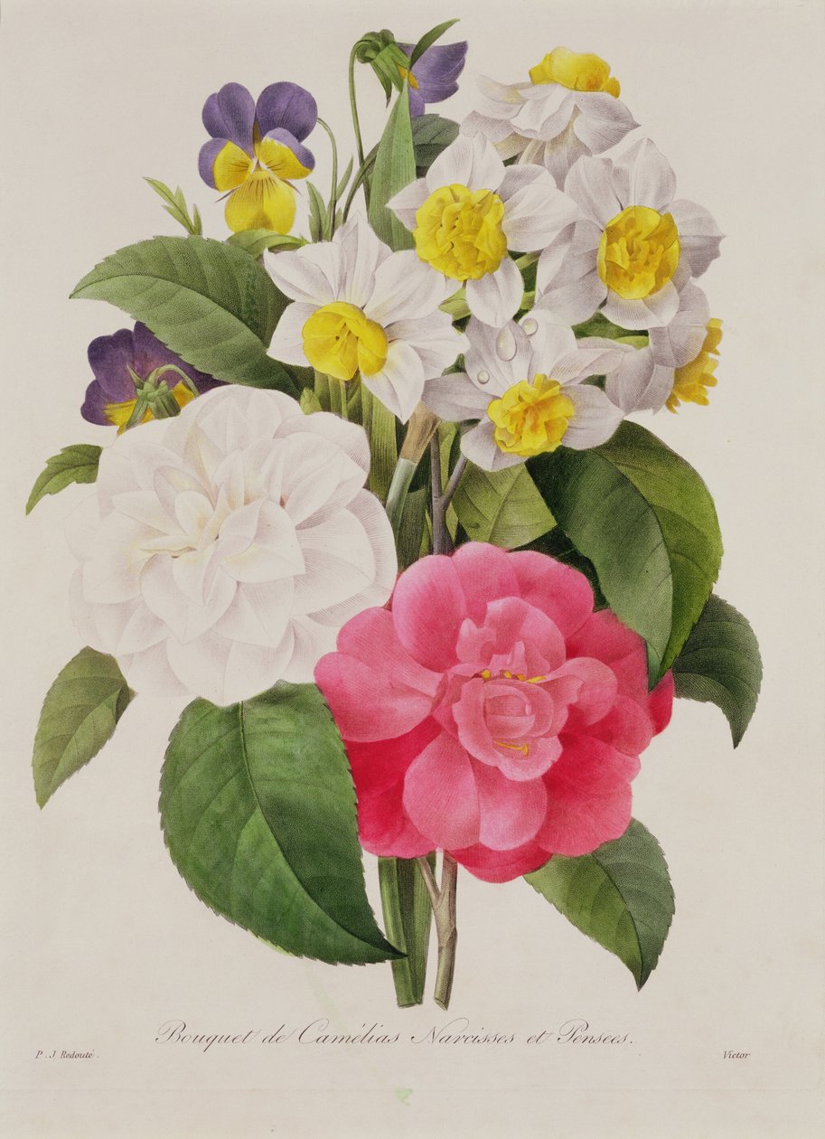Kameliaer, narcisser og stedmoderblomster, indgraveret af Victor, pub. 1827 (håndkoloreret prikkegravering) af Pierre Joseph Redouté