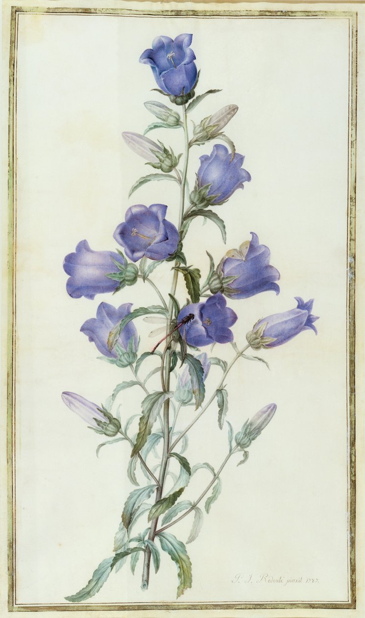 Campanula: Medium (Canterbury Bell) 1787 af Pierre Joseph Redouté