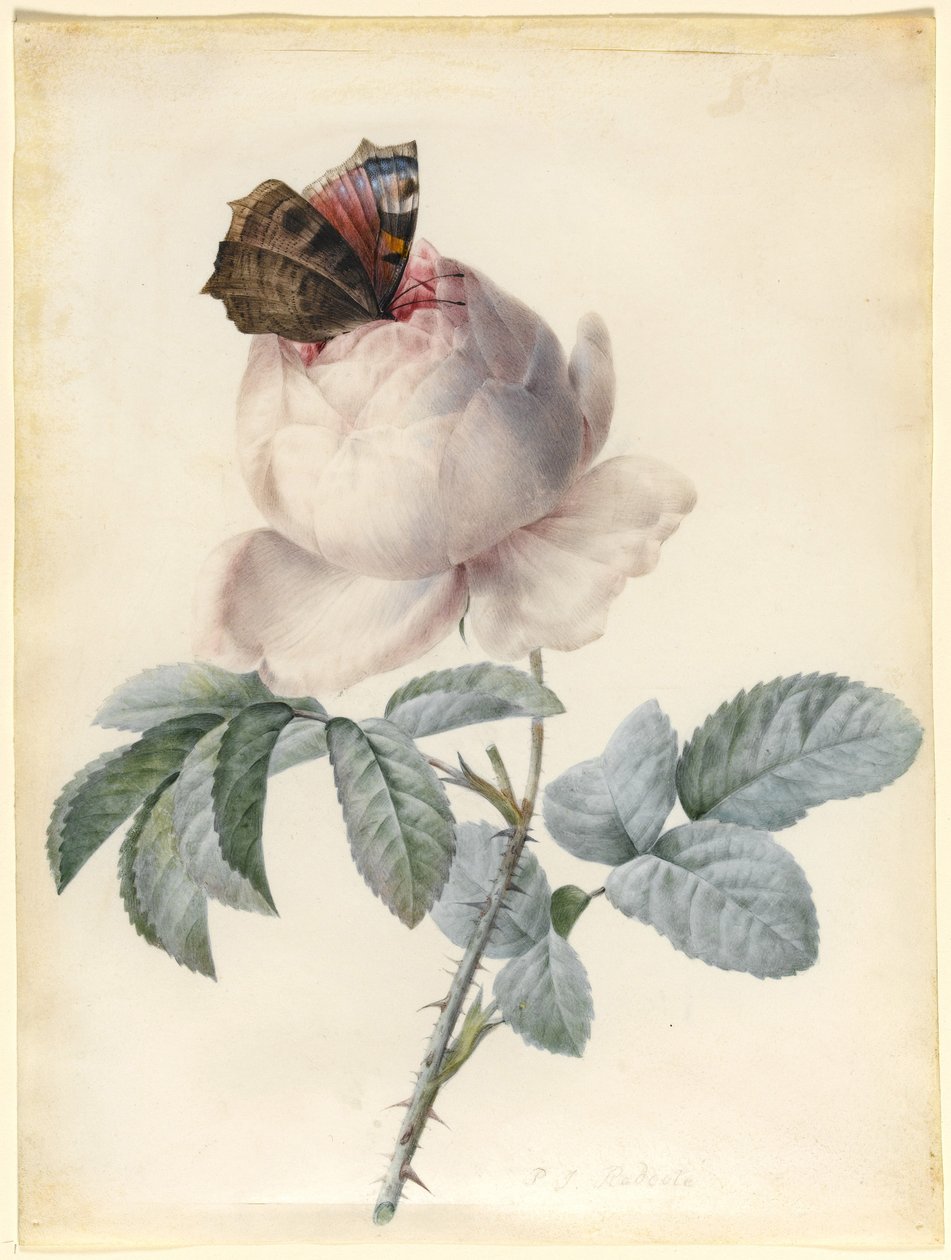 Centifolia Rose med påfuglesommerfugl (wc og kropsfarve på vellum) af Pierre Joseph Redouté