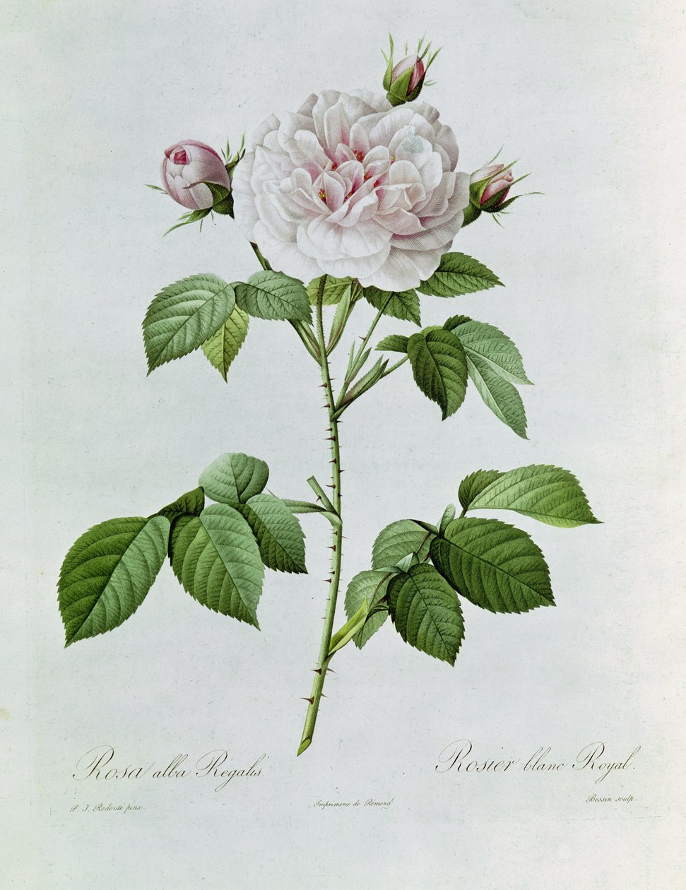 Claude-Antoine Thory Les roser. Illustration: rosa alba regalis (farvelitografi) af Pierre Joseph Redouté