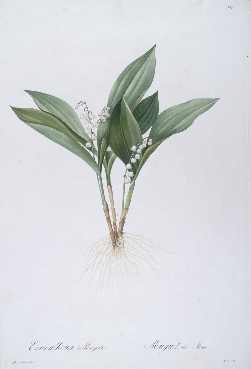 Convallaria majalis (Liljekonval), 1808 af Pierre Joseph Redouté