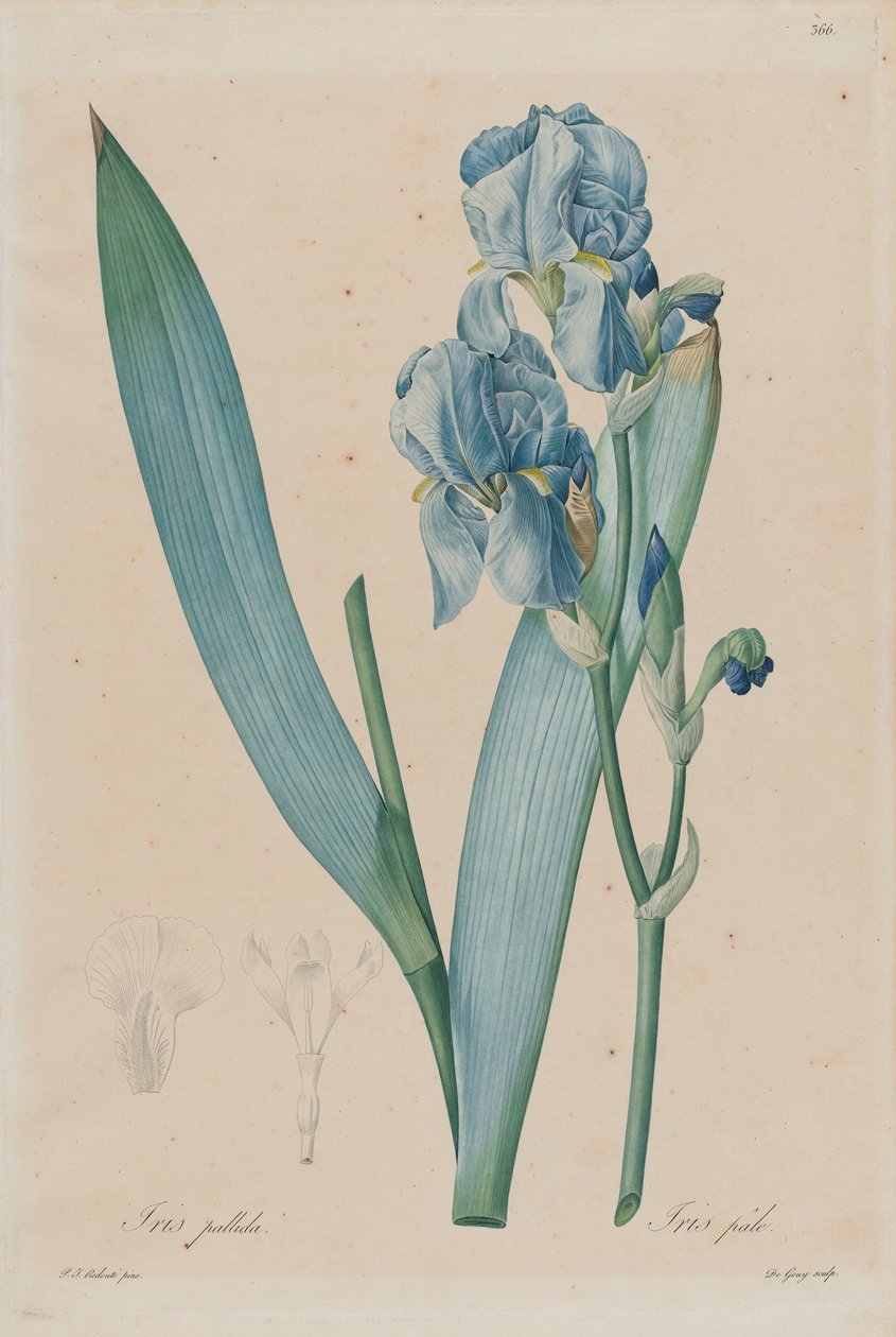 Dalmatian Iris (Iris pallida), plade 366, bind. 7 af Pierre-Joseph Redouté, Les Liliaceae, Paris 18 ... af Pierre Joseph Redouté