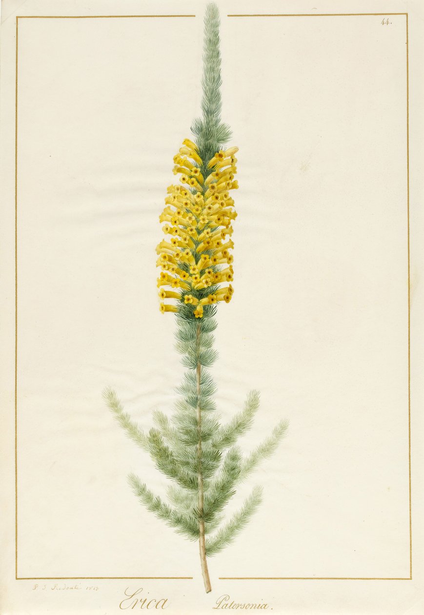 Erica Patersonia, 1813 (wc og kropsfarve over grafit på vellum) af Pierre Joseph Redouté