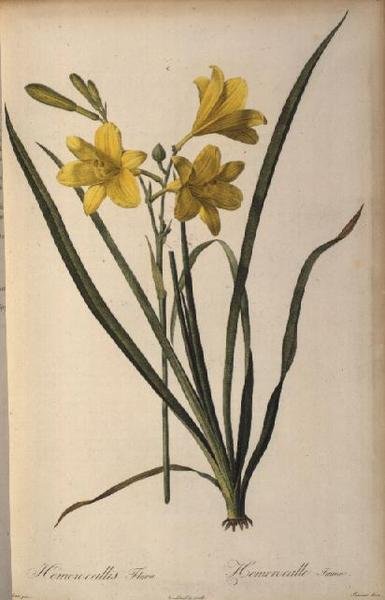 Hemerocallis Flava, fra Les Liliacees af Pierre Joseph Redouté