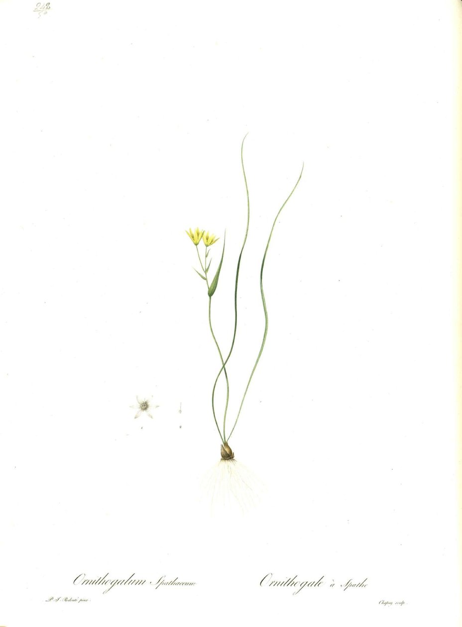 Illustration af Gagea spathacea (Orig. Ornithogalum spathaceum) af Pierre Joseph Redouté