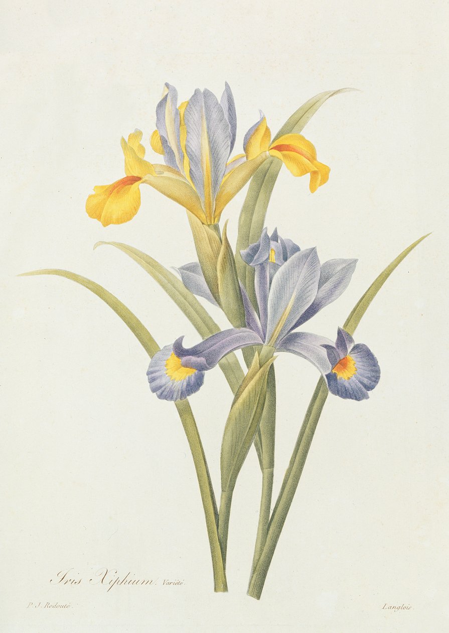 Iris (farvegravering) af Pierre Joseph Redouté