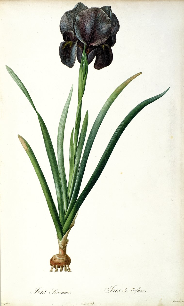 Iris Luxiana, fra 
