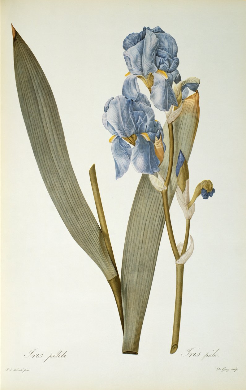 Iris Pallida, fra 
