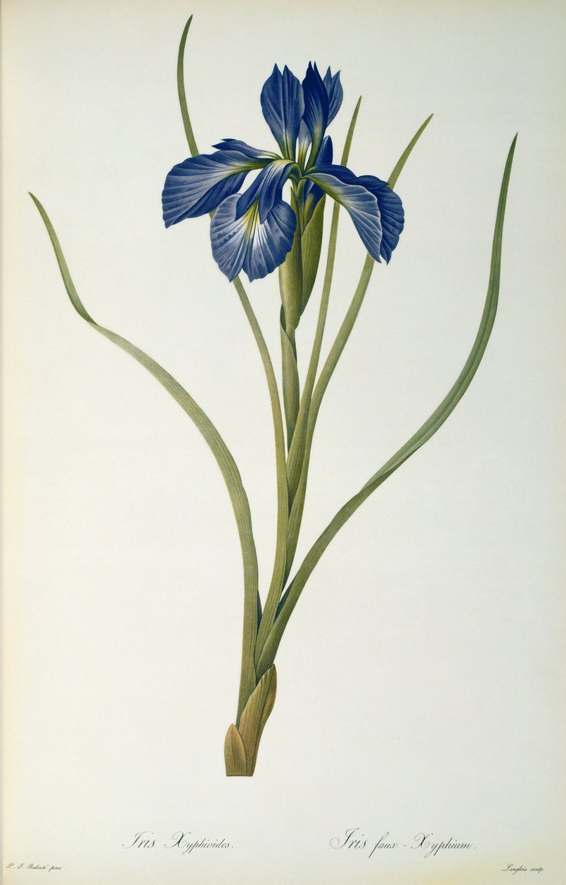 Iris Xyphioides, fra `Les Liliacees