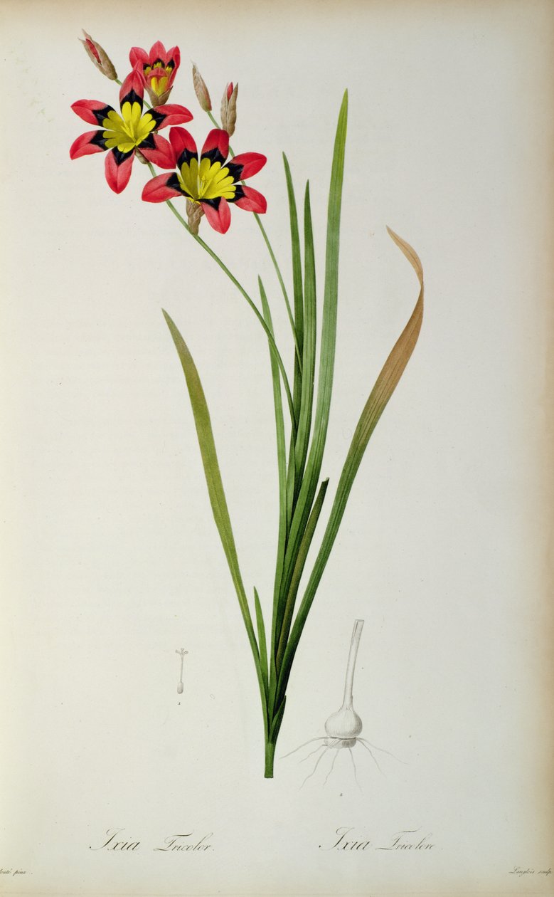 Ixia Tricolor, fra `Les Liliacees