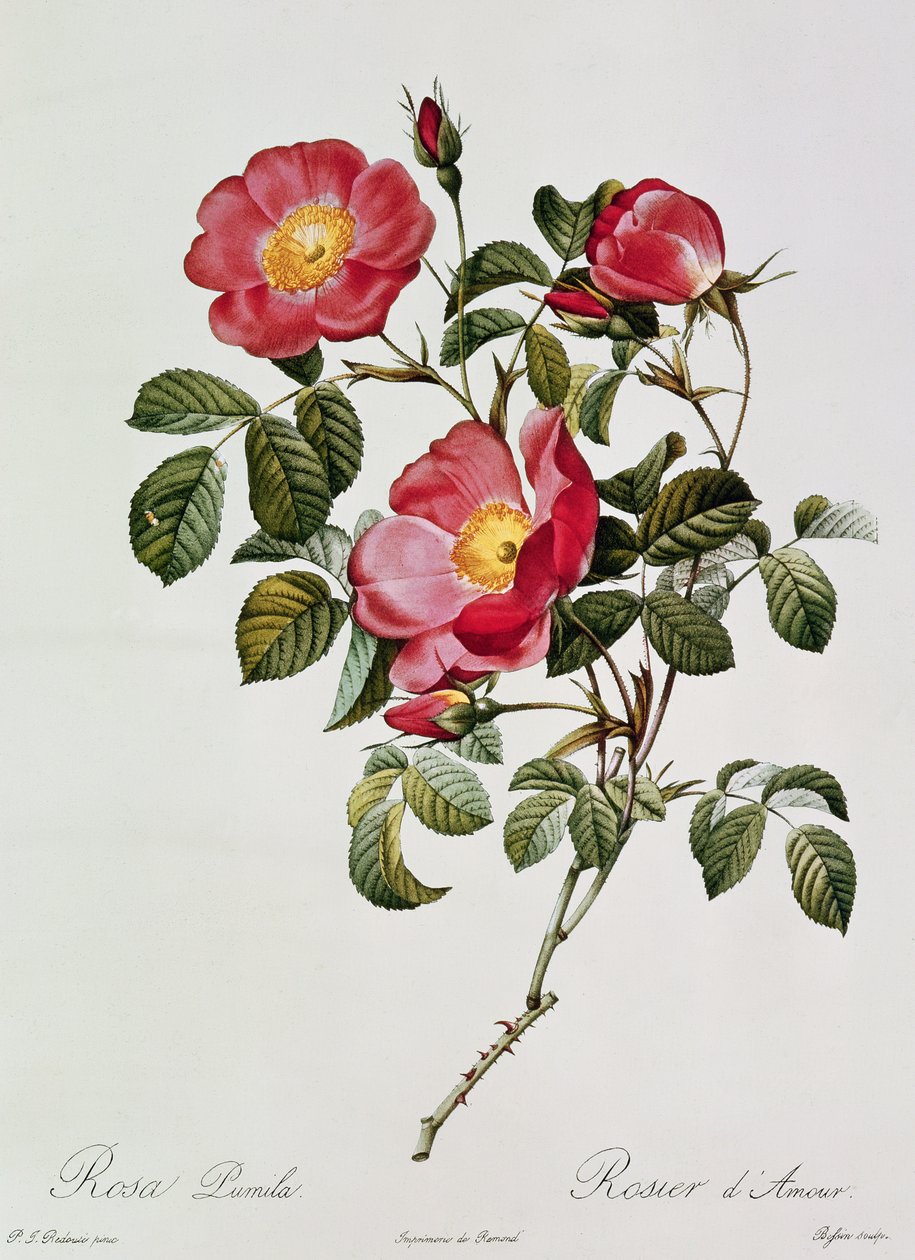 Les Roses de Thory. Rosa Pumilia (farvelitografi) af Pierre Joseph Redouté
