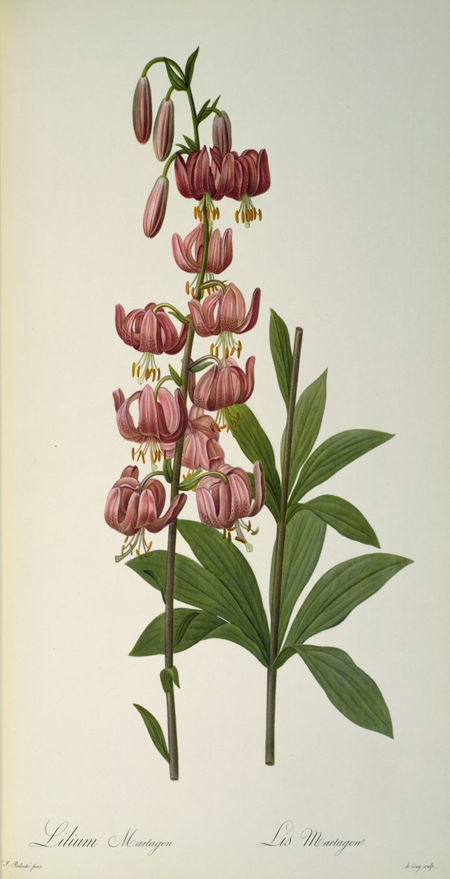 Lilium Martagon, fra `Les Liliacees, 1806 af Pierre Joseph Redouté