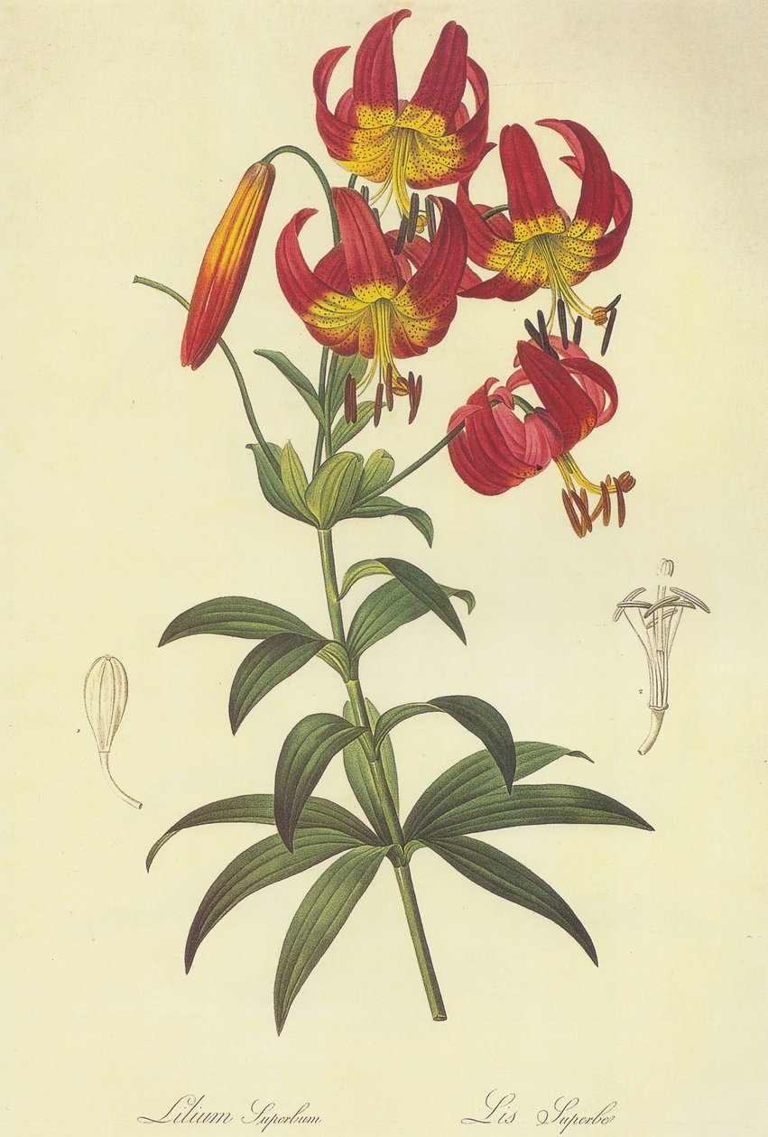 Litografi af Pierre Joseph Redouté