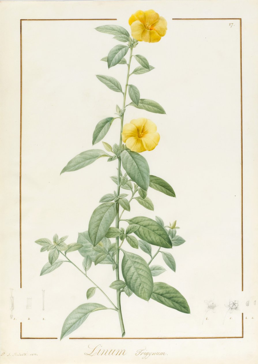 Linium Trigynum, 1813 (wc und bodycolour over spor af grafit på pergament) af Pierre Joseph Redouté