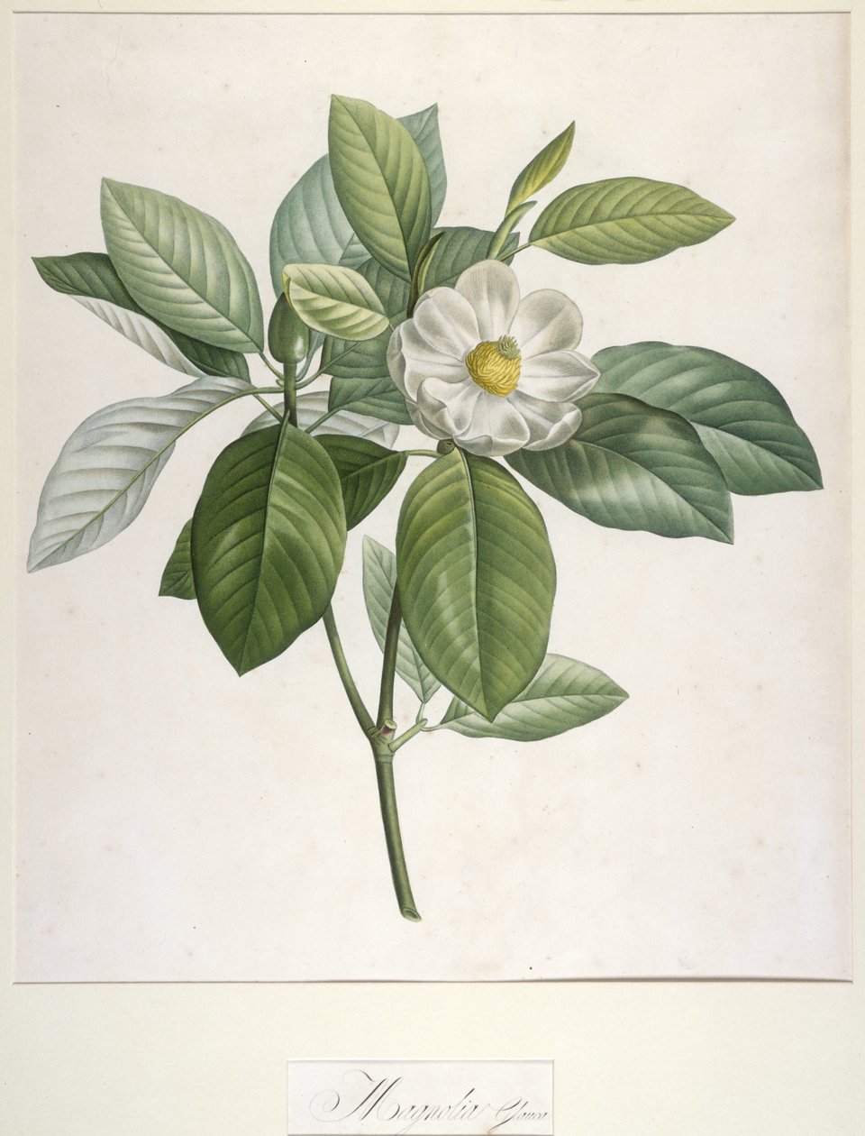 Magnolia Glauca, fra Beskrivelse af sjældne planter dyrket i Malmaison og Navarra, 1813 af Pierre Joseph Redouté