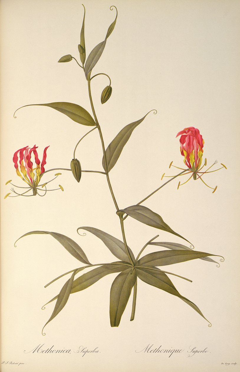 Methonica Superba, fra `Les Liliacees