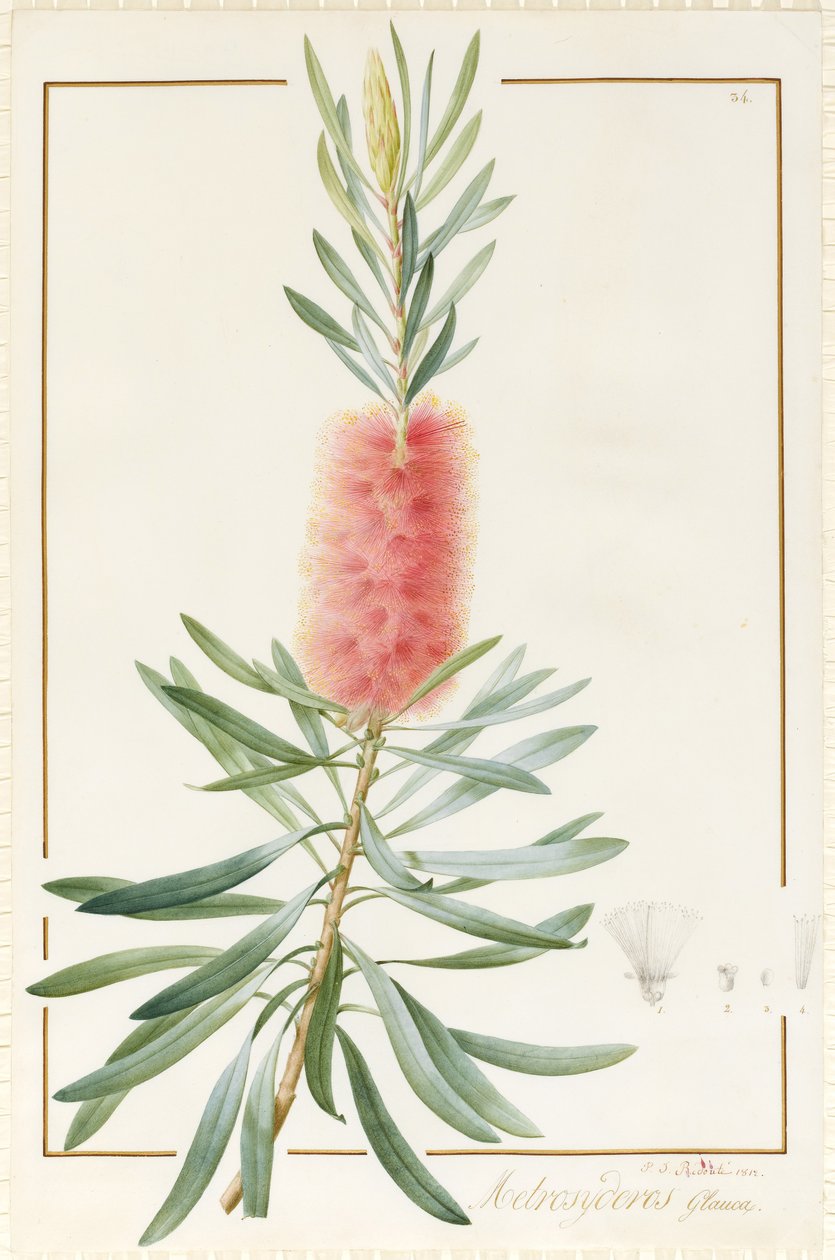 Metrosyderos Glauca, 1812 (wc og bodycolour over grafit på pergament) af Pierre Joseph Redouté