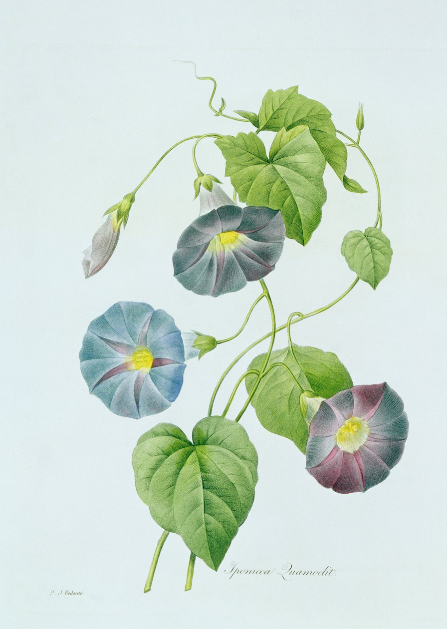 Morning Glory (farvegravering) af Pierre Joseph Redouté