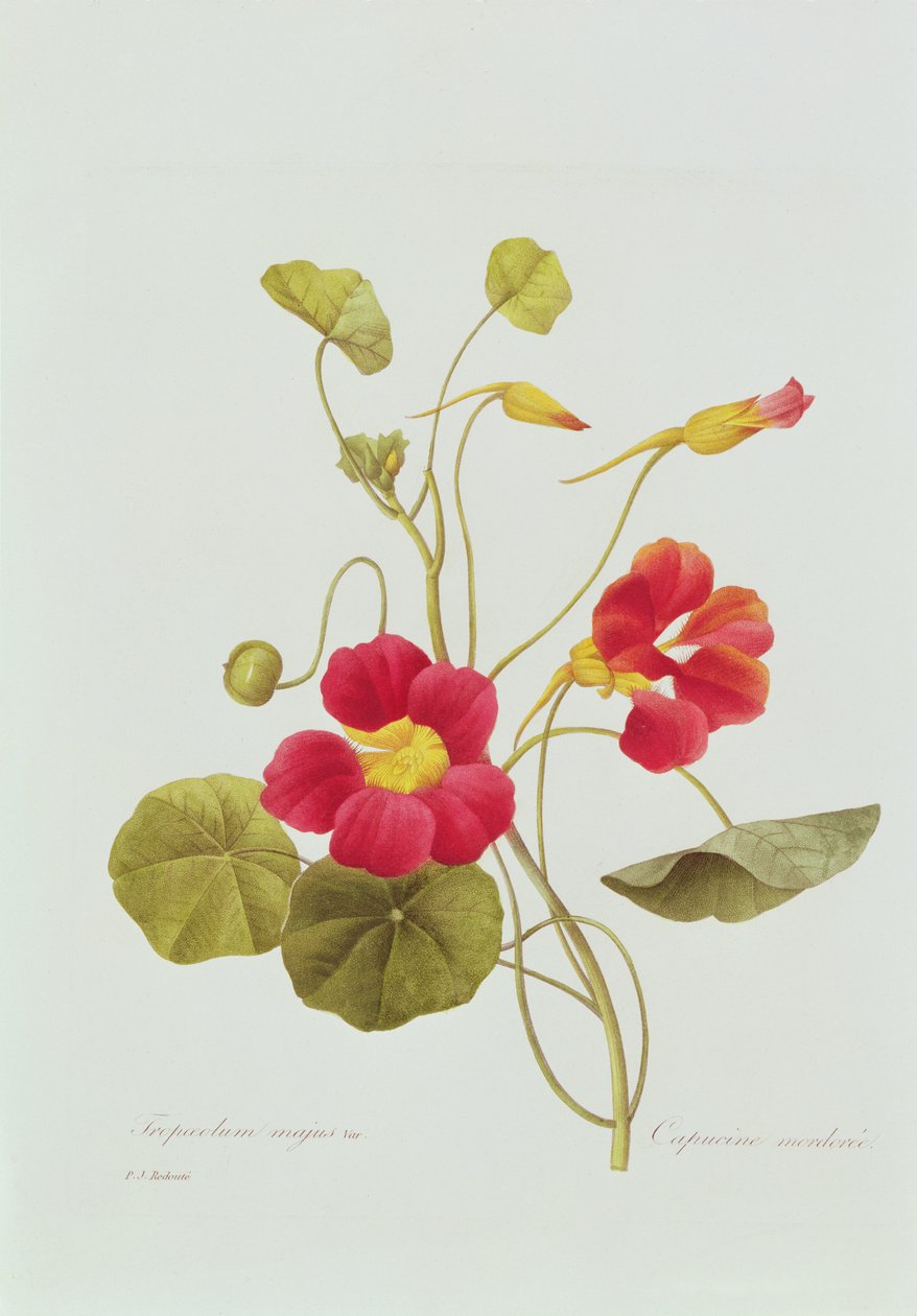 Nasturtium (farvet gravering) af Pierre Joseph Redouté