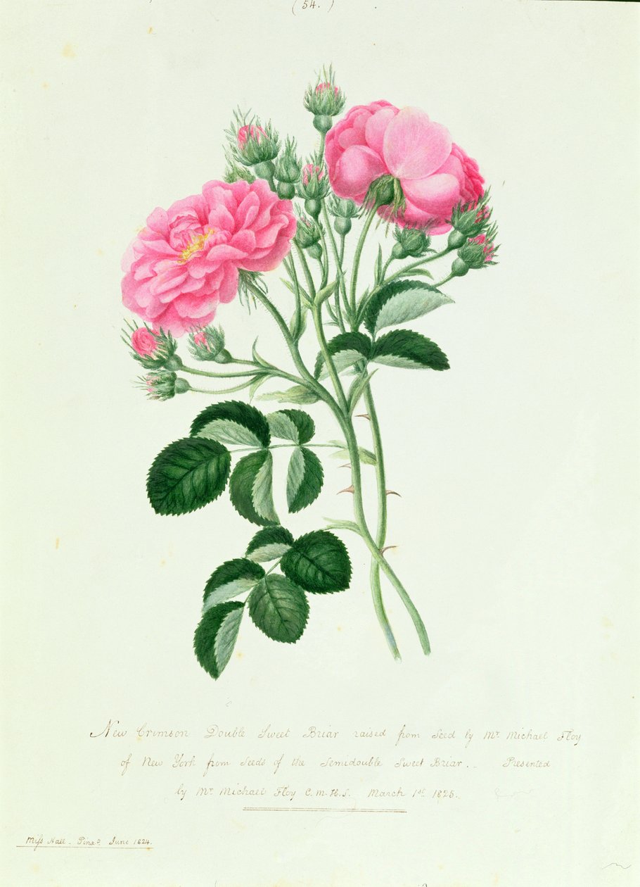 New Crimson Double Sweet Briar fra New York af Pierre Joseph Redouté