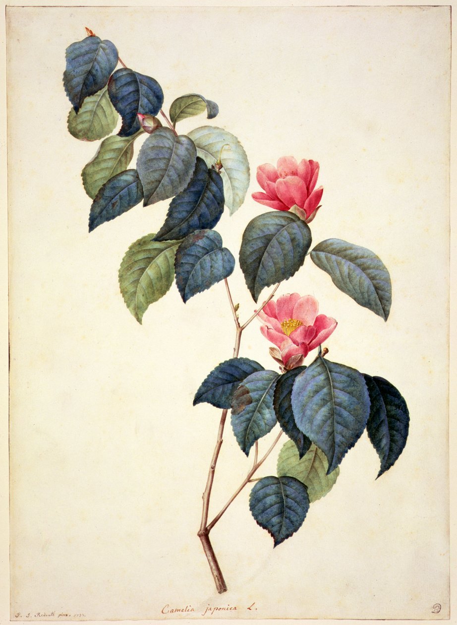 PD.21-1960 Camellia Japonica, 1793 af Pierre Joseph Redouté