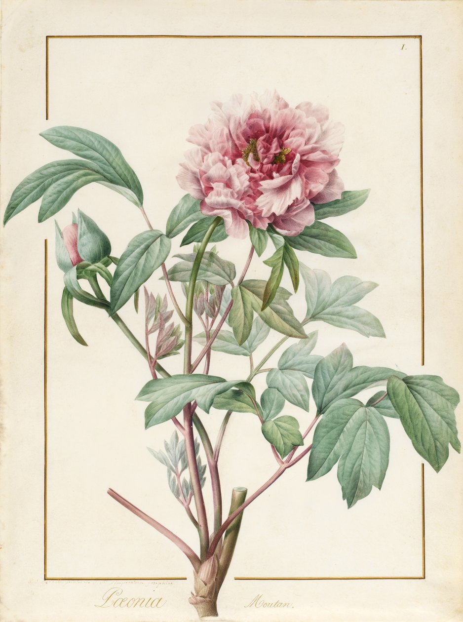 Paeonia Montan (grafit og wc på vellum) af Pierre Joseph Redouté