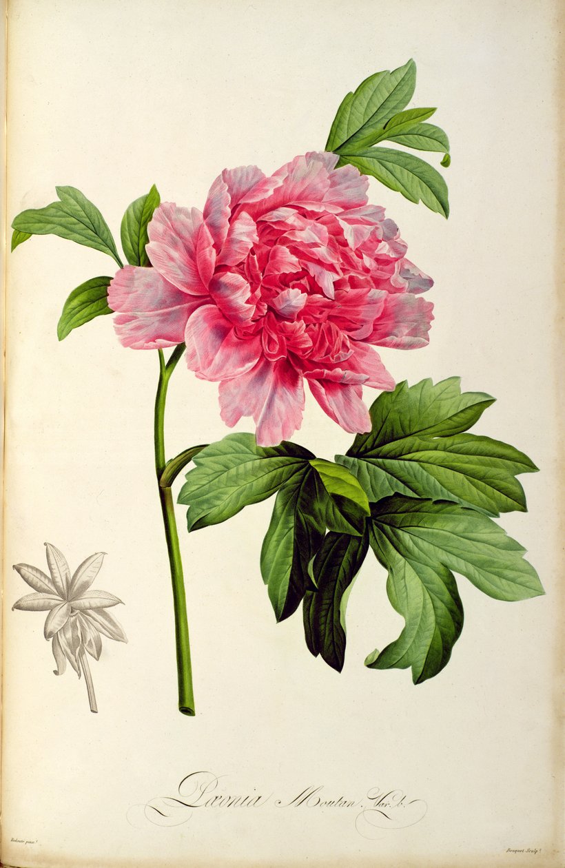 Paeonia Moutan, ca. 1799 (håndfarvet gravering) af Pierre Joseph Redouté