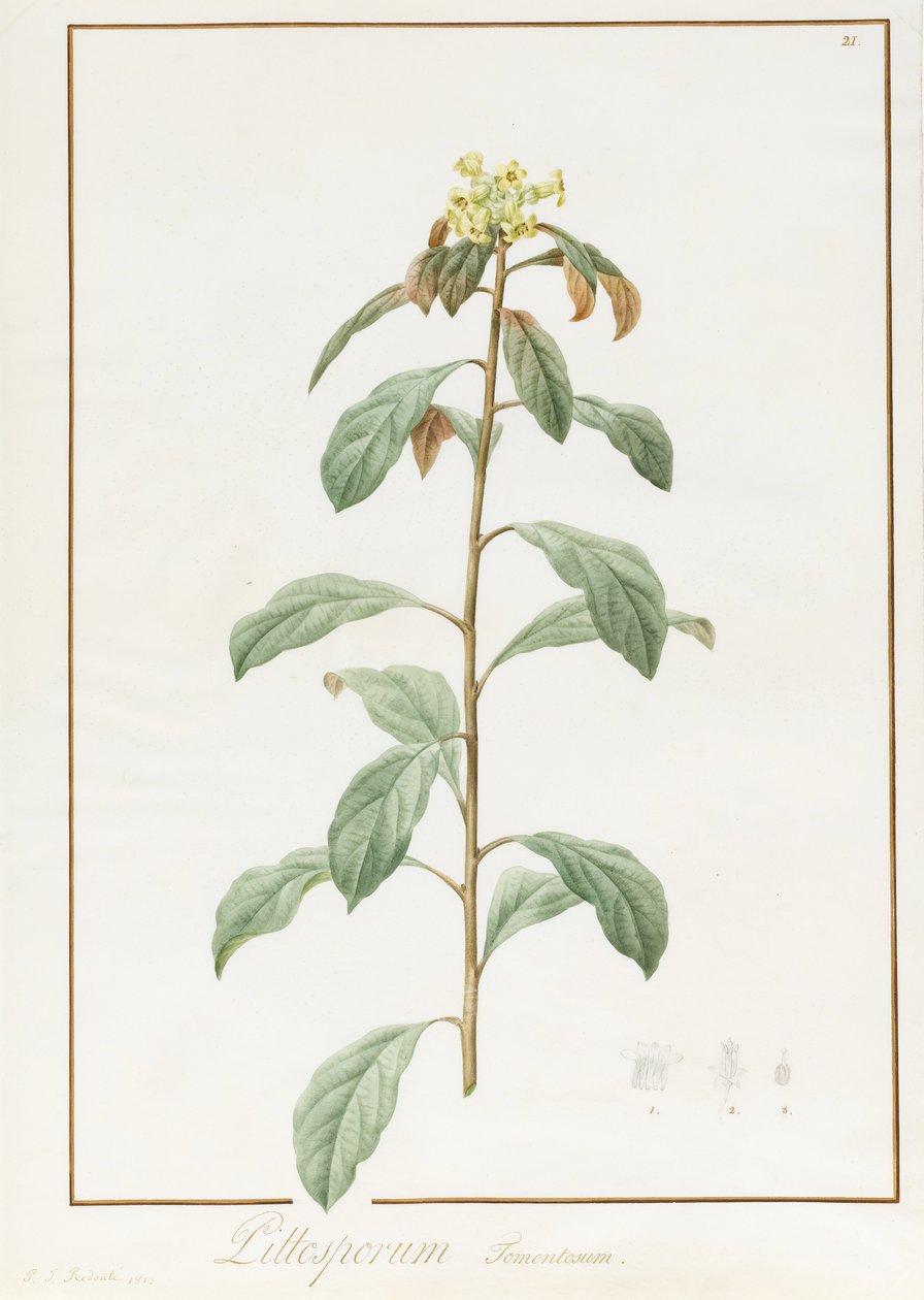 Paeonia Moutan var. B. Paeonia Suffruticosa, 1812 (wc med gummi arabisk over spor af grafit på vellum) af Pierre Joseph Redouté