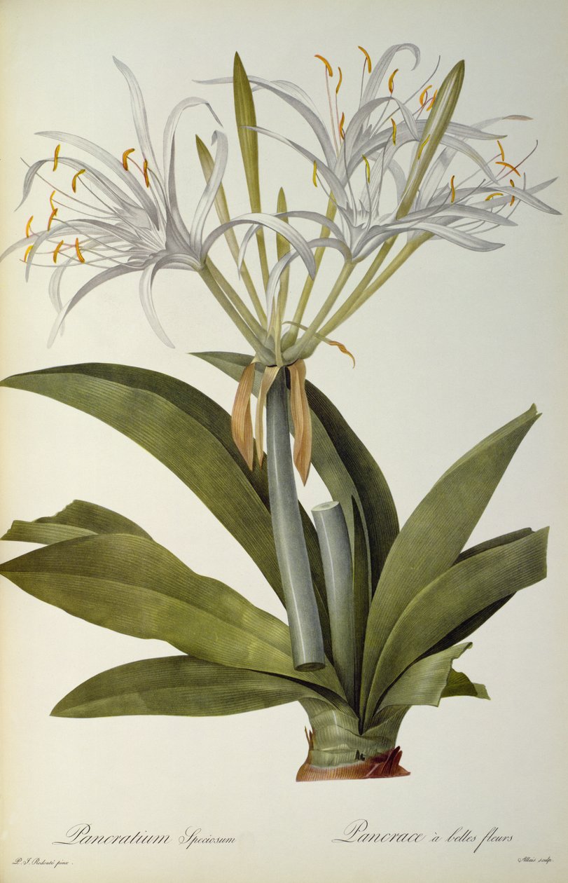 Pancratium speciosum, fra 