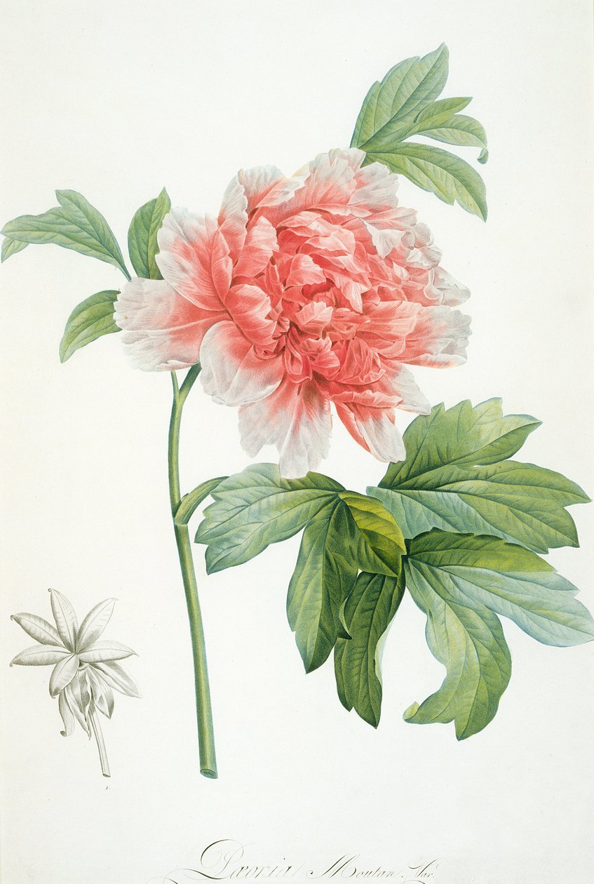 Peony, 1799 (farvet stiplet print) af Pierre Joseph Redouté