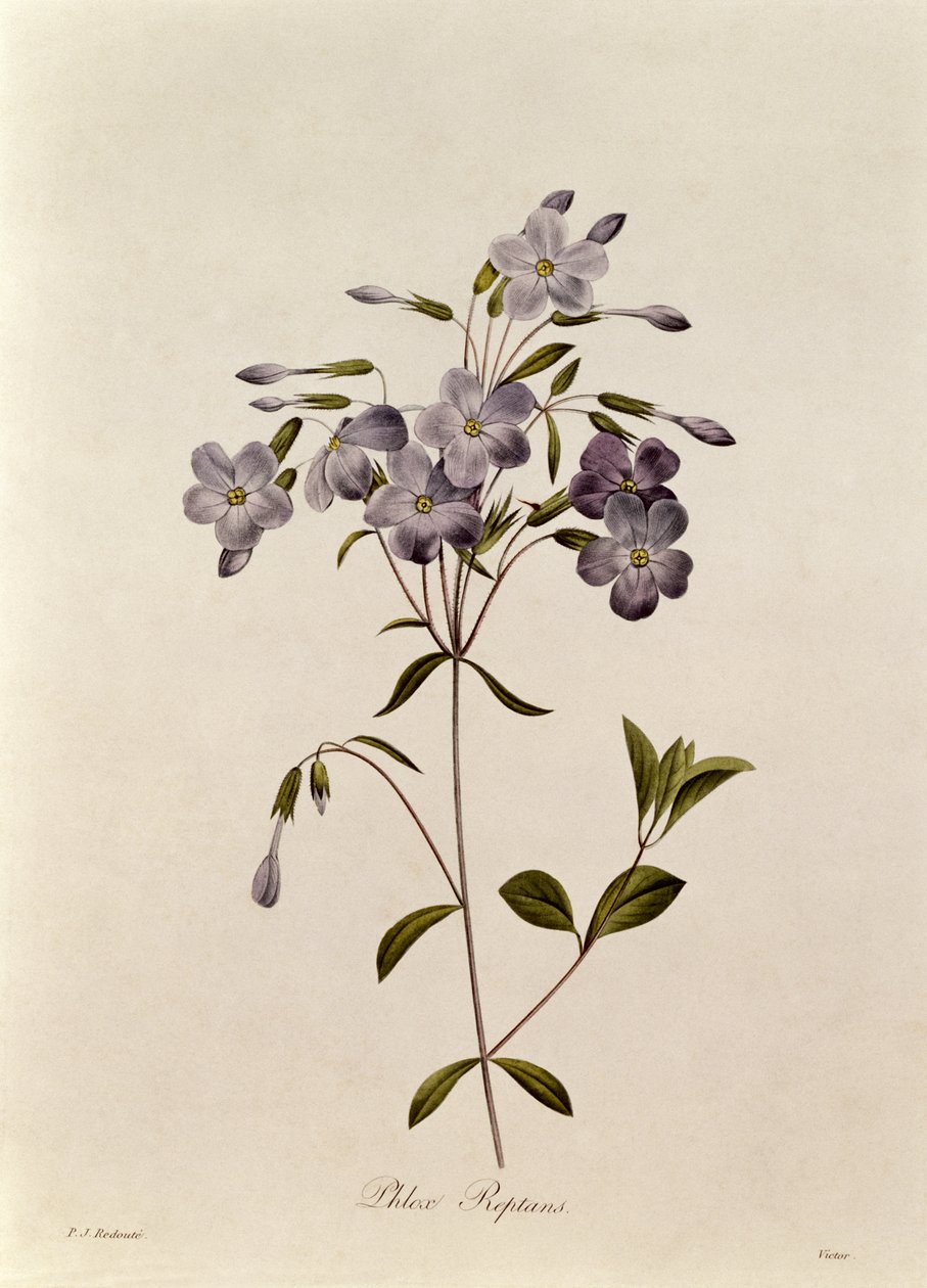 Phlox reptans af Pierre Joseph Redouté