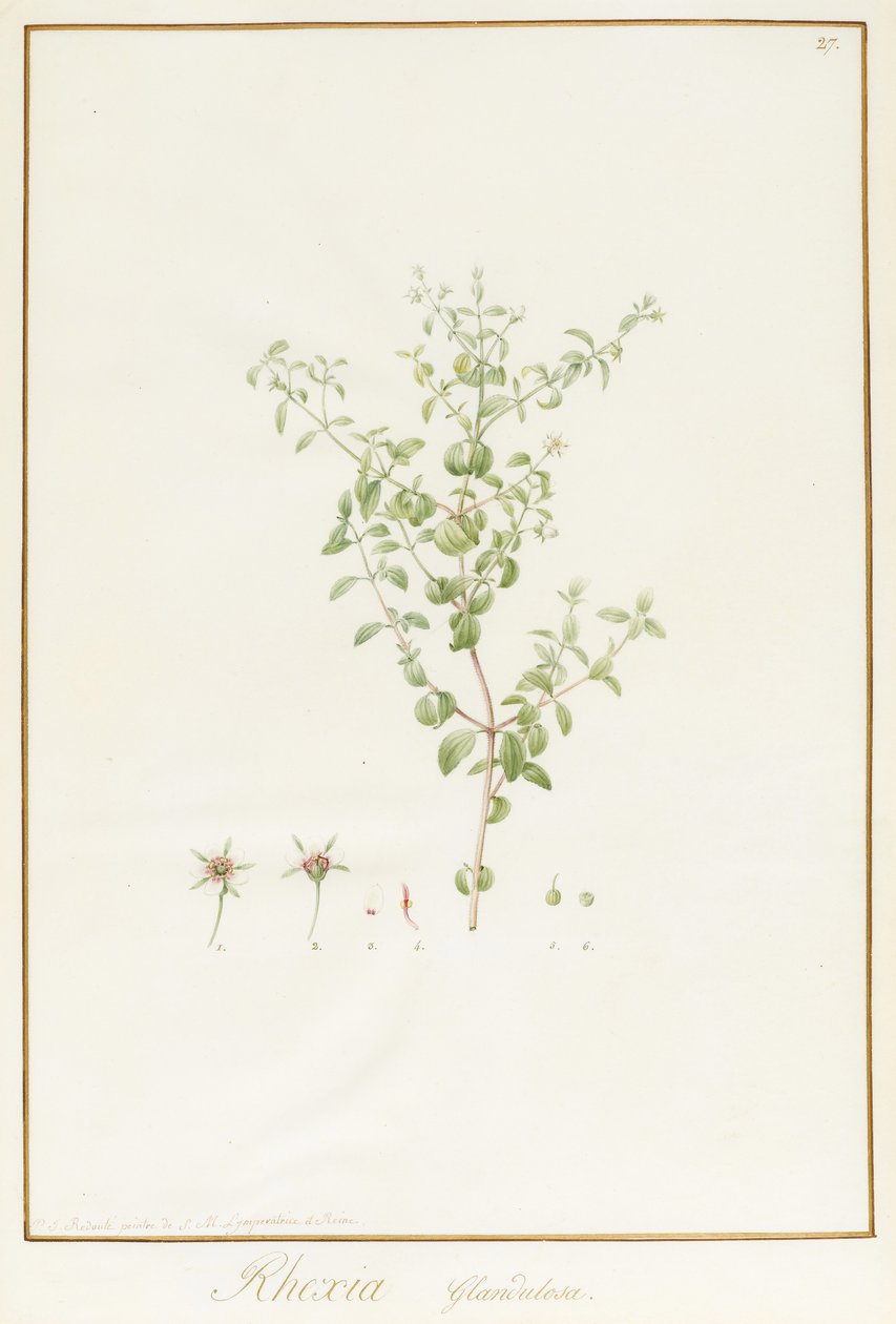 Rhexia Glandulosa (wc og kropsfarve over spor af grafit på vellum) af Pierre Joseph Redouté
