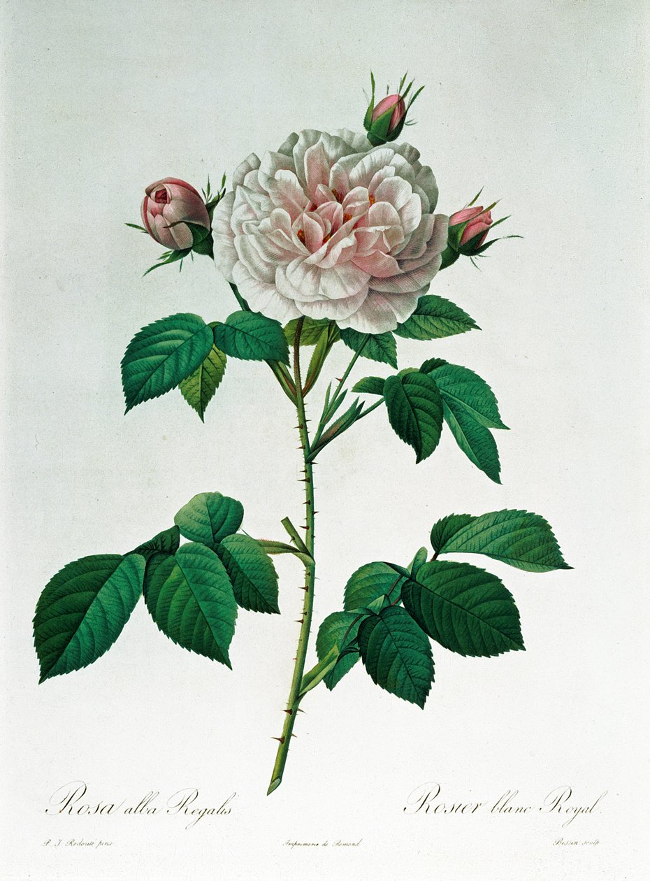 Rosa Alba Regalis, graveret af Bessin af Pierre Joseph Redouté