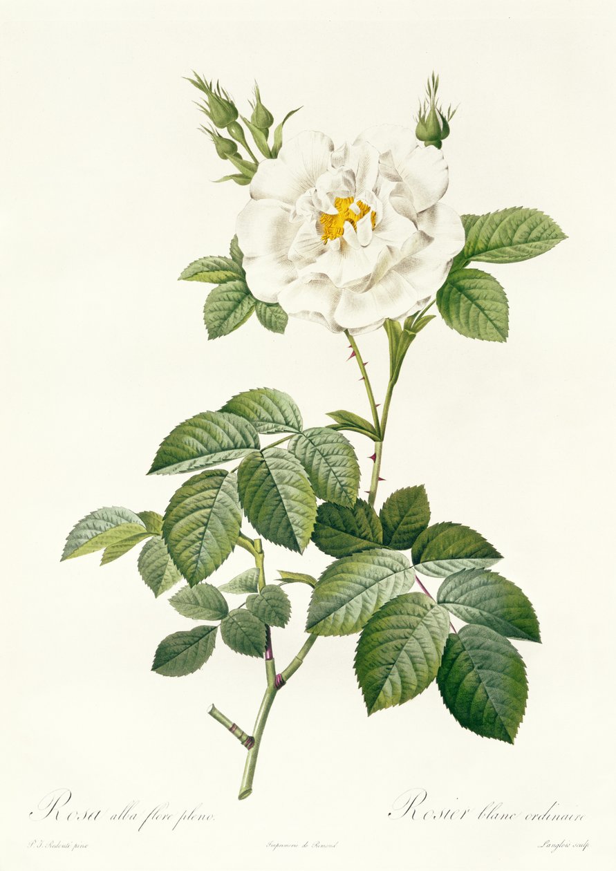 Rosa Alba flore pleno af Pierre Joseph Redouté