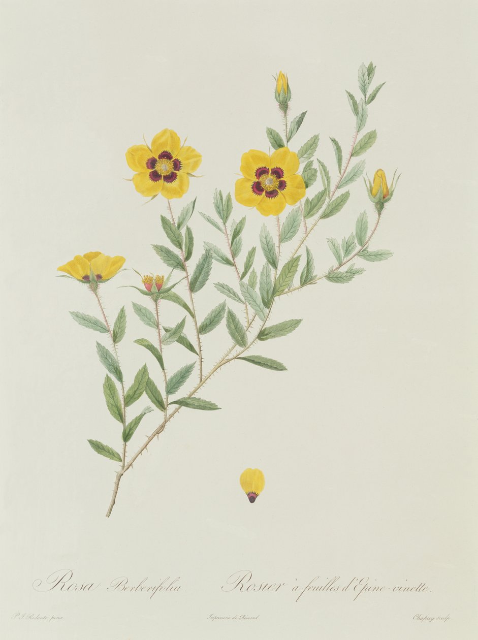 Rosa Berberifolia af Pierre Joseph Redouté