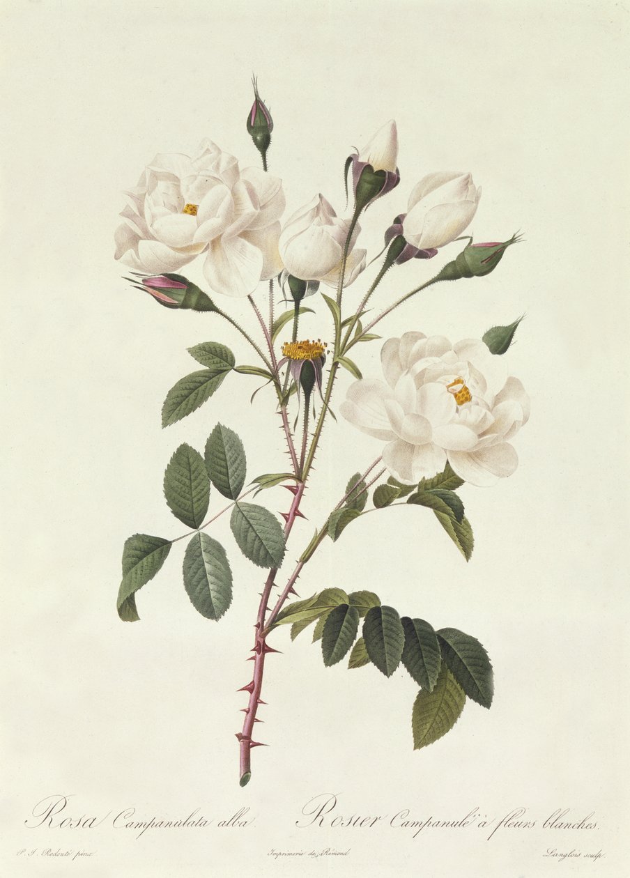 Rosa Campanulata Alba af Pierre Joseph Redouté