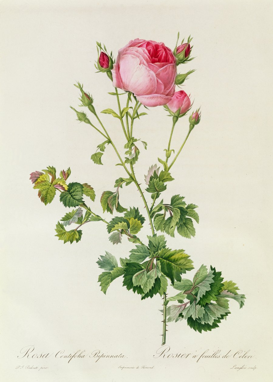 Rosa Centifolia Bipinnata af Pierre-Joseph Redouté