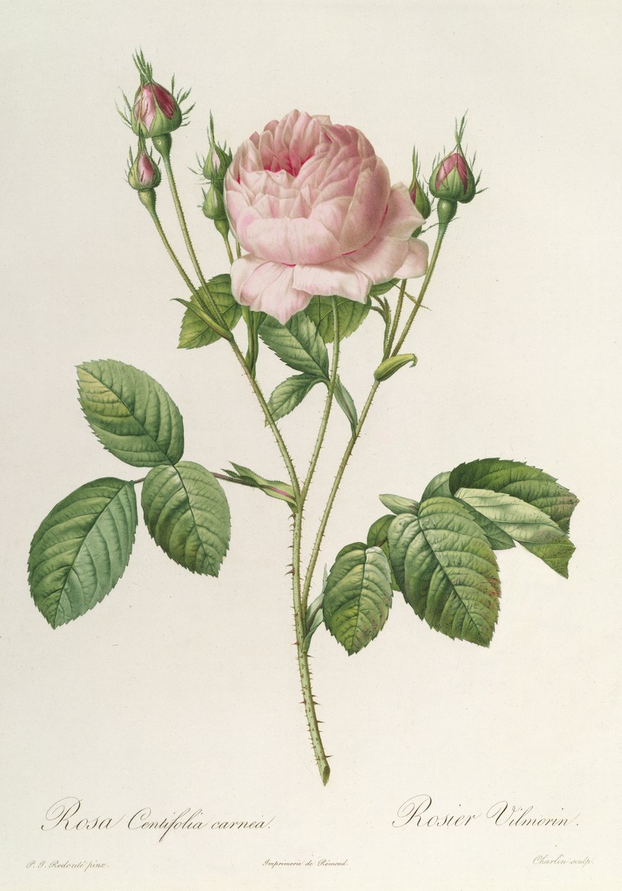 Rosa Centifolia Carnea, fra 