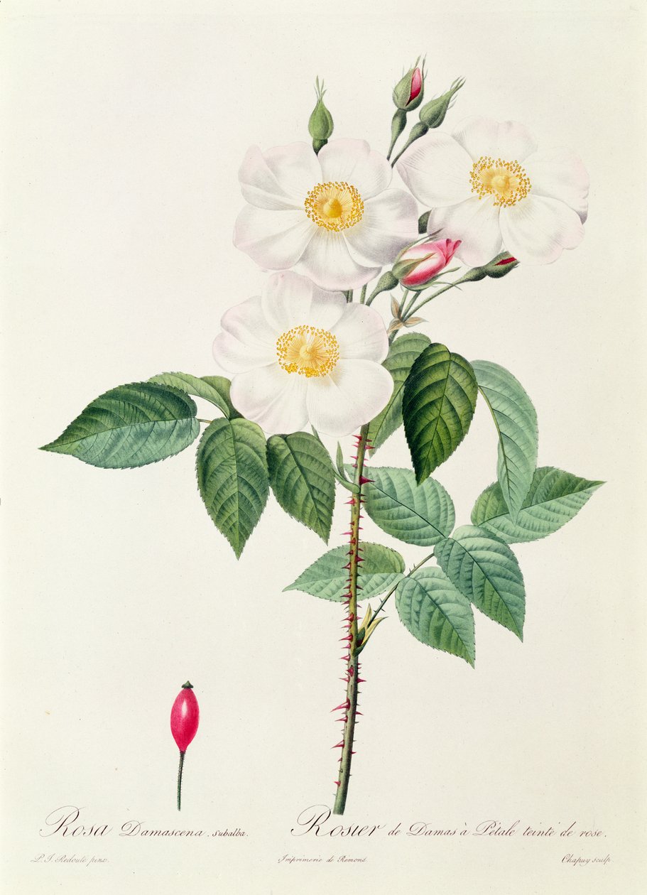 Rosa Damascena Subalba af Pierre Joseph Redouté