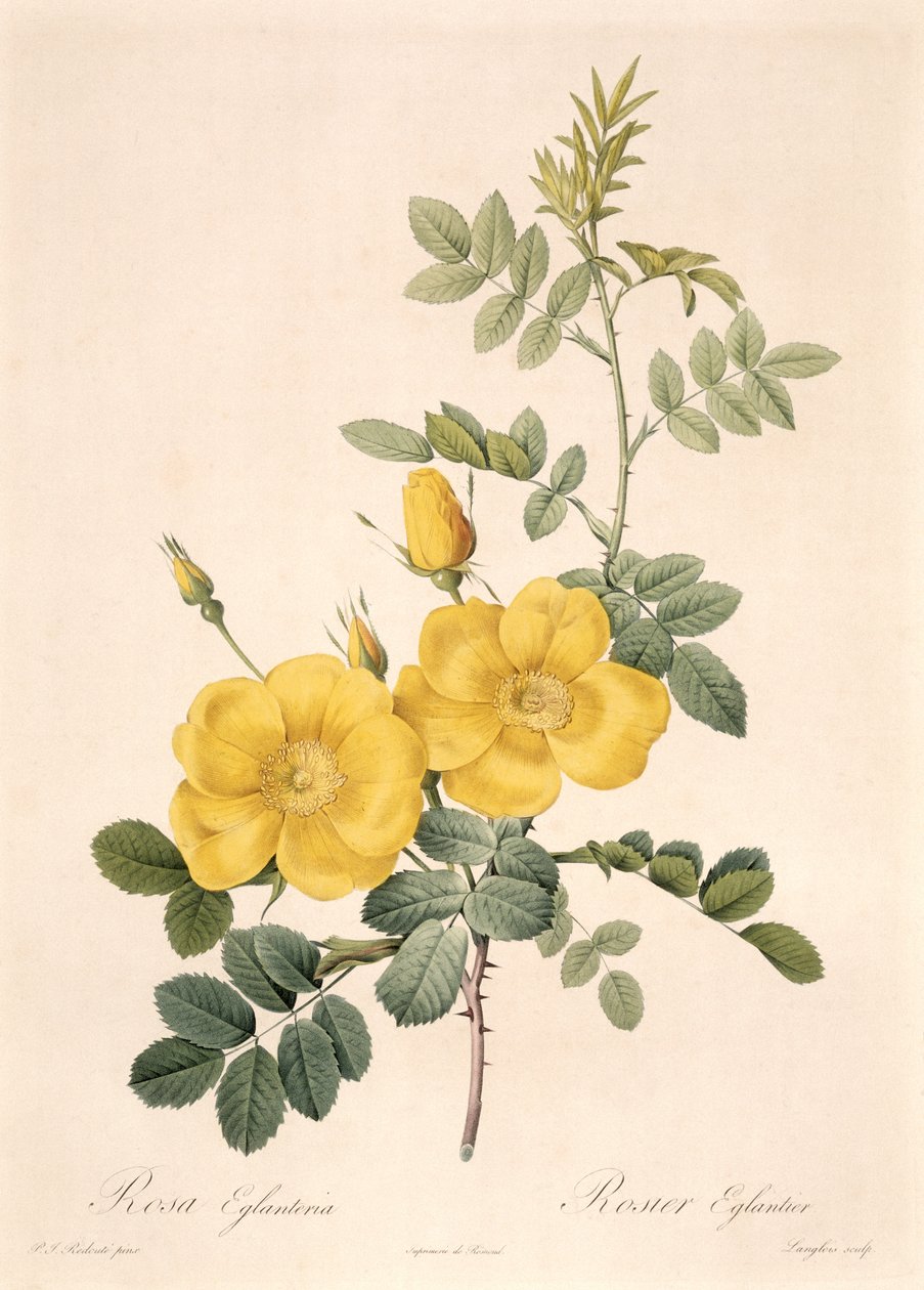 Rosa Eglanteria af Pierre Joseph Redouté