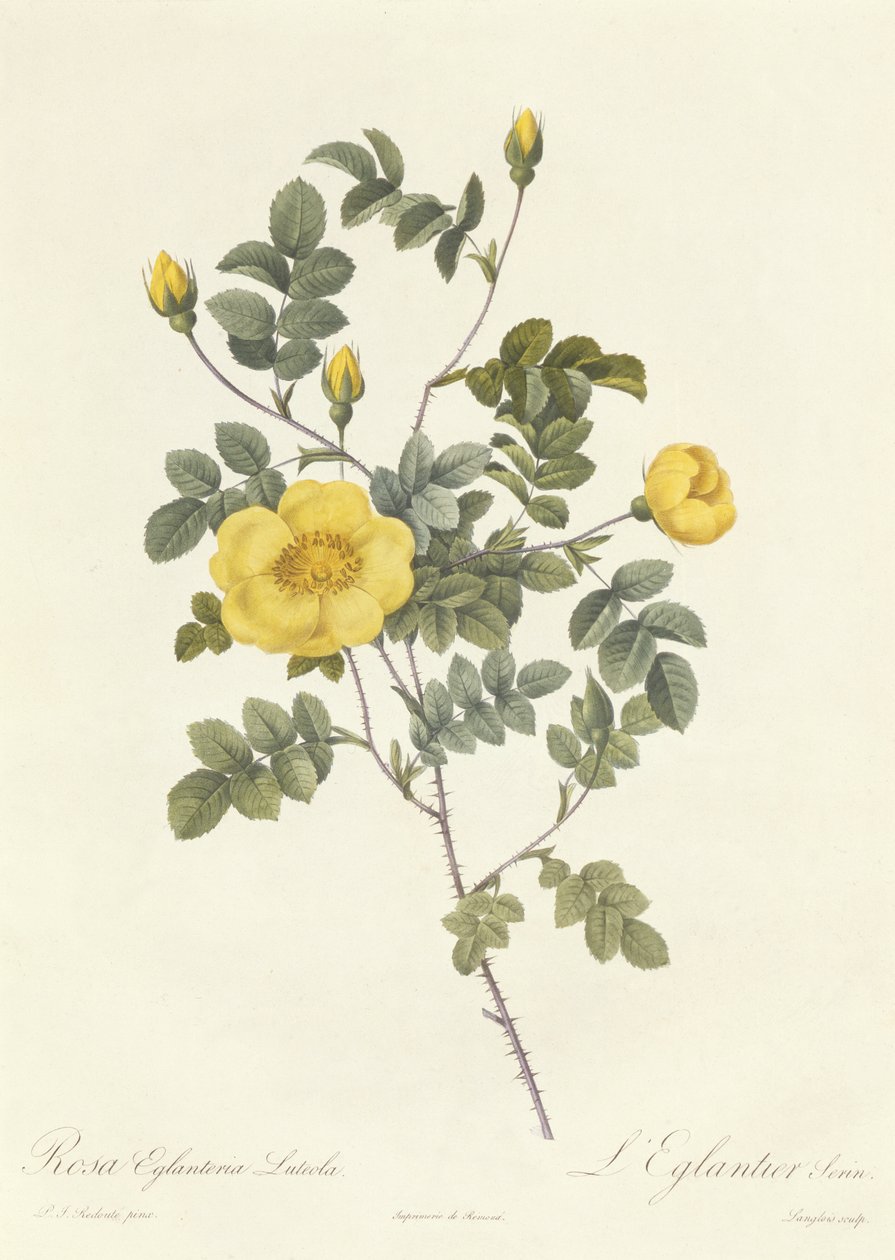 Rosa Eglanteria Luteola af Pierre Joseph Redouté