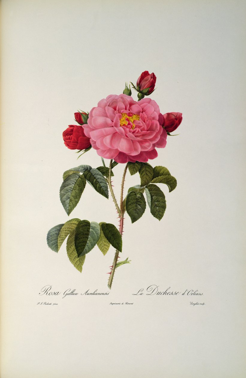 Rosa Gallica Aurelianensis eller hertuginden af Orleans fra "Les Roses", 1821 af Pierre Joseph Redouté