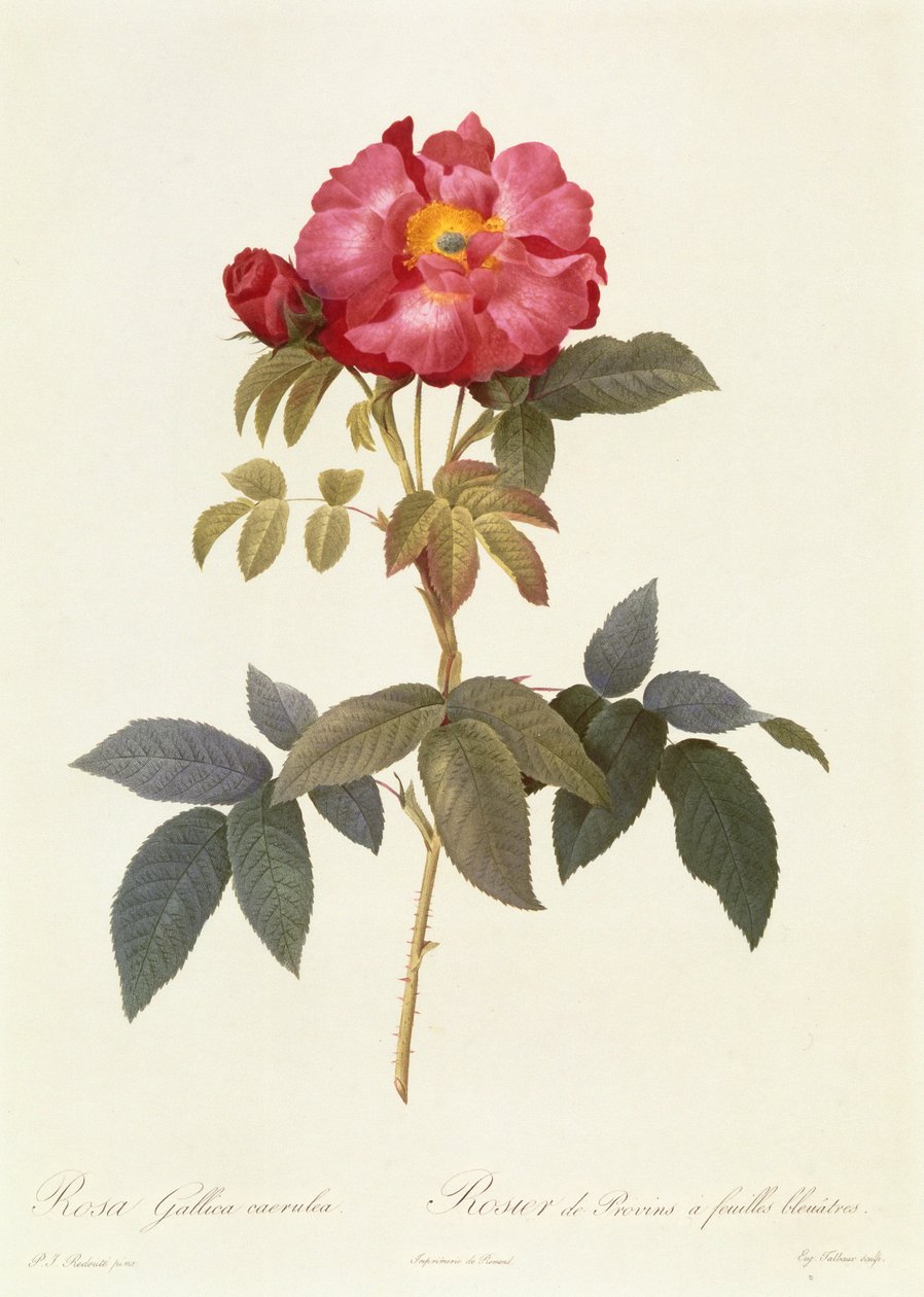 Rosa Gallica Caerulea af Pierre Joseph Redouté