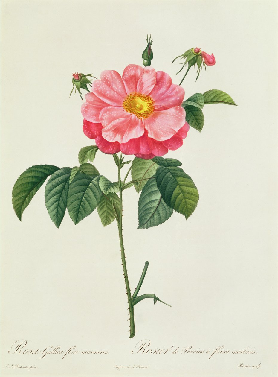 Rosa Gallica Flore Marmoreo af Pierre Joseph Redouté