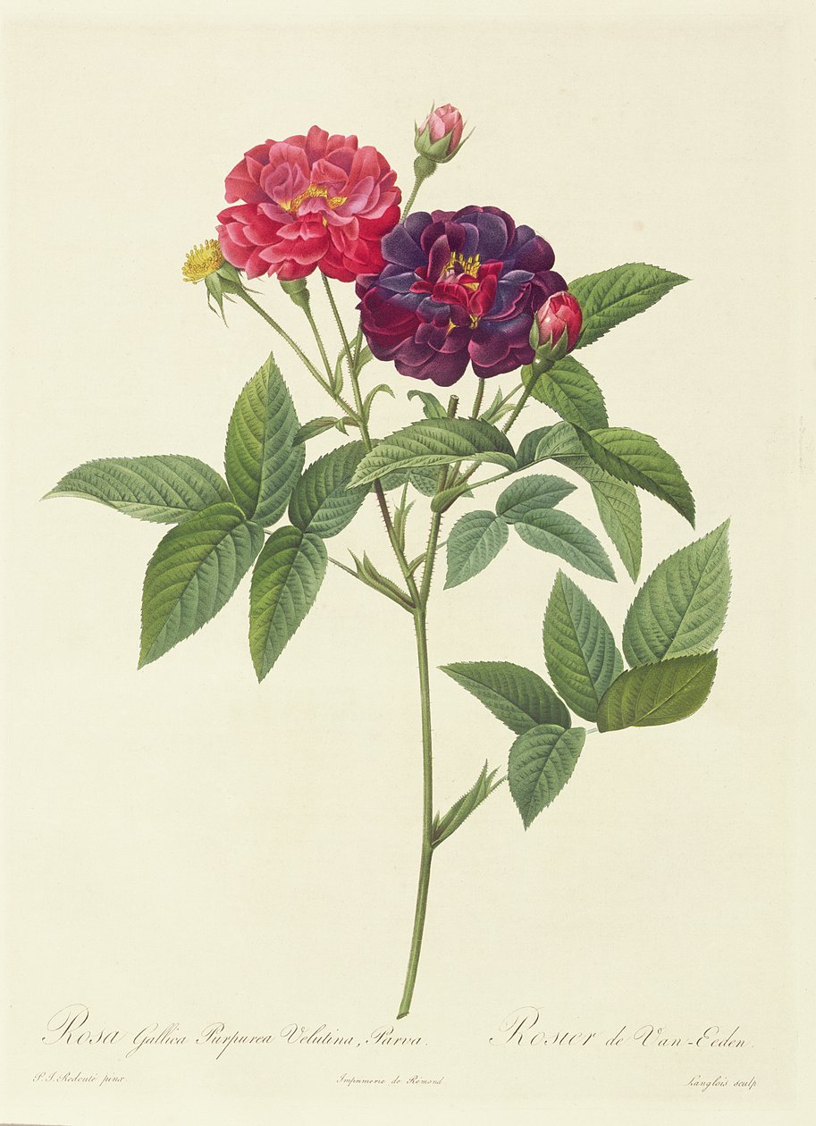 Rosa Gallica Purpurea Velutina, Parva af Pierre Joseph Redouté