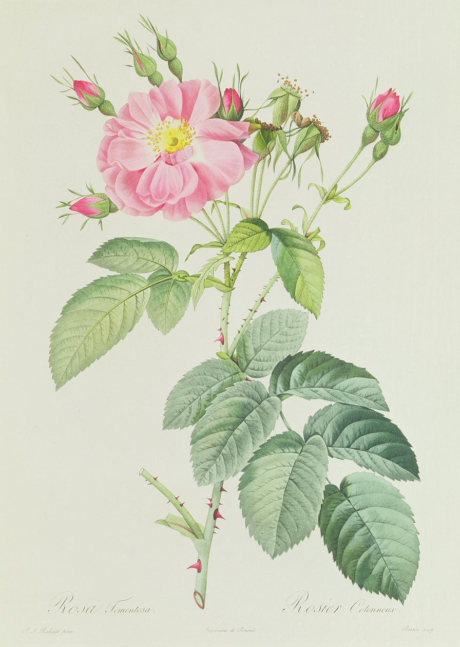 Rose Fransk Rosea Flora af Pierre Joseph Redouté