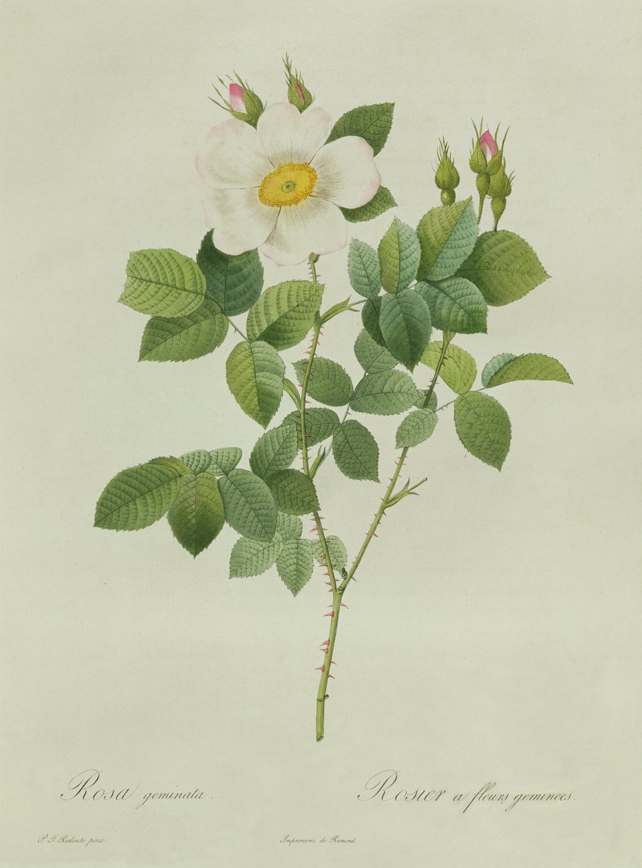 Rose af tvillingerne af Pierre Joseph Redouté