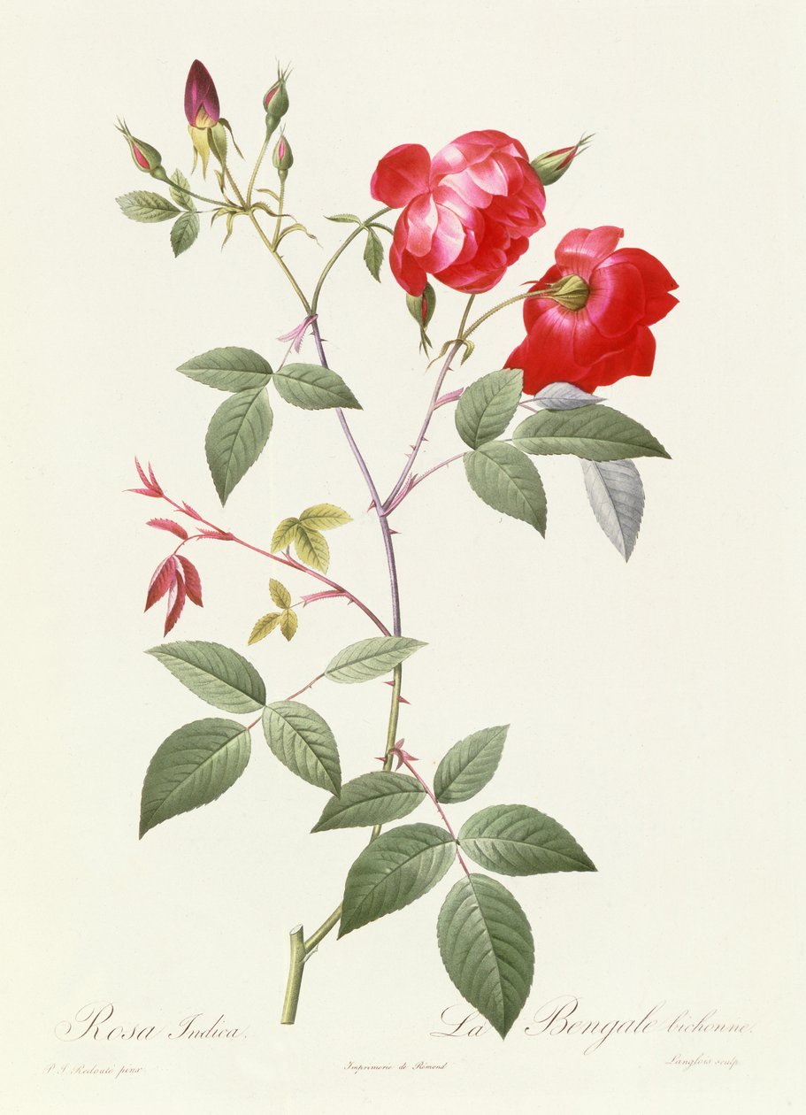Indica Pink af Pierre Joseph Redouté