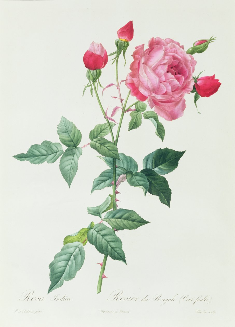 Indica Pink af Pierre Joseph Redouté