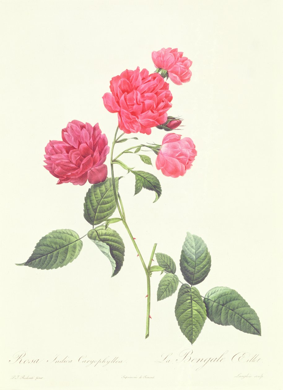 Rosa Indica Caryophyllea af Pierre Joseph Redouté